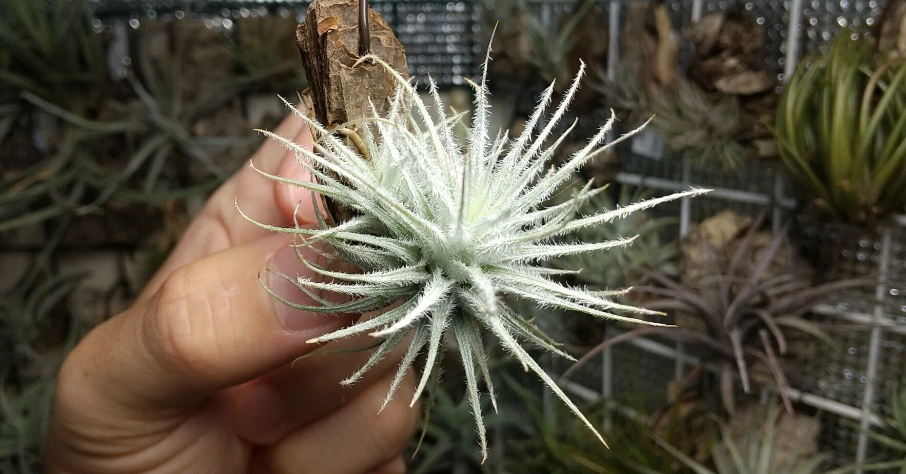 テクトラムを綺麗に育てるコツ｜NatureGarden🌿神田