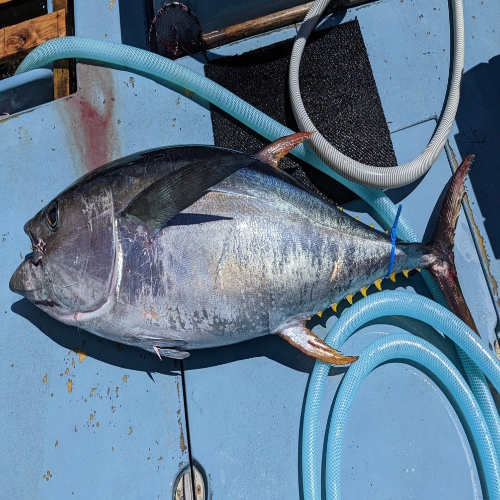 キハダマグロ　ライブベイト用ロッド 楽天市場】2025 キハダマグロ ライブベイトロッド スピニング グラス