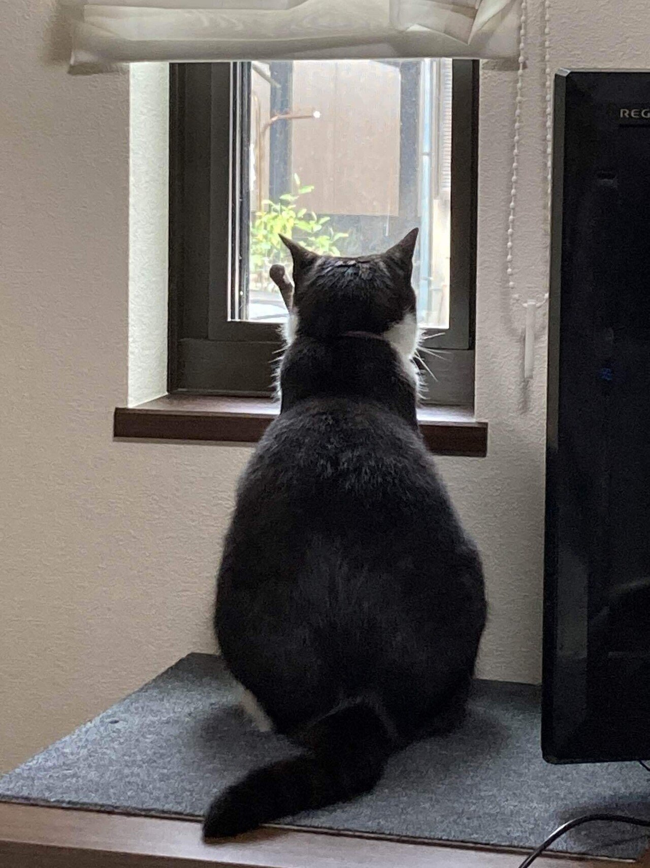 深夜3時 ご飯を出せと鳴いたり舐めたり噛んだりしていた愛猫はち もろもろ試した結果 わたしの手や足をあまり噛まなくなり 時間は4時半に でも今朝は 手を舐めてから腹を噛む という新手段に 腹を ゆうさん 悠木まこと きく と かく のビジネス