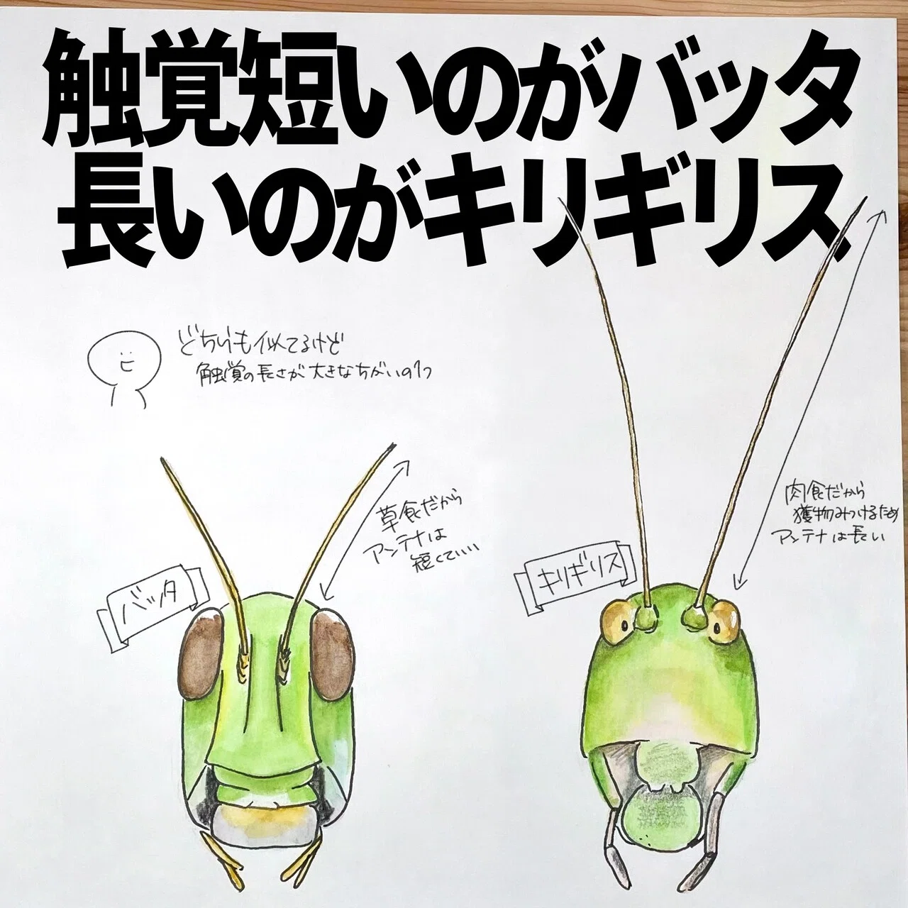 触覚が短いのがバッタ 長いのがキリギリス 自然ガイドのネタ帳 くますけ Note