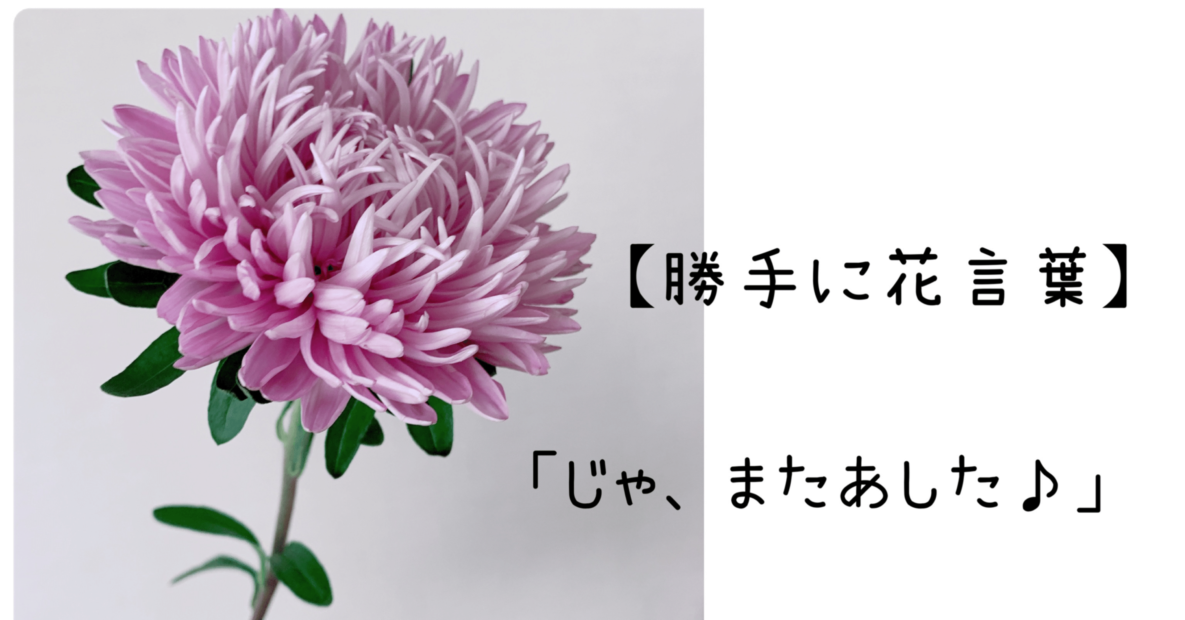 勝手に花言葉 アスター みっけ Note