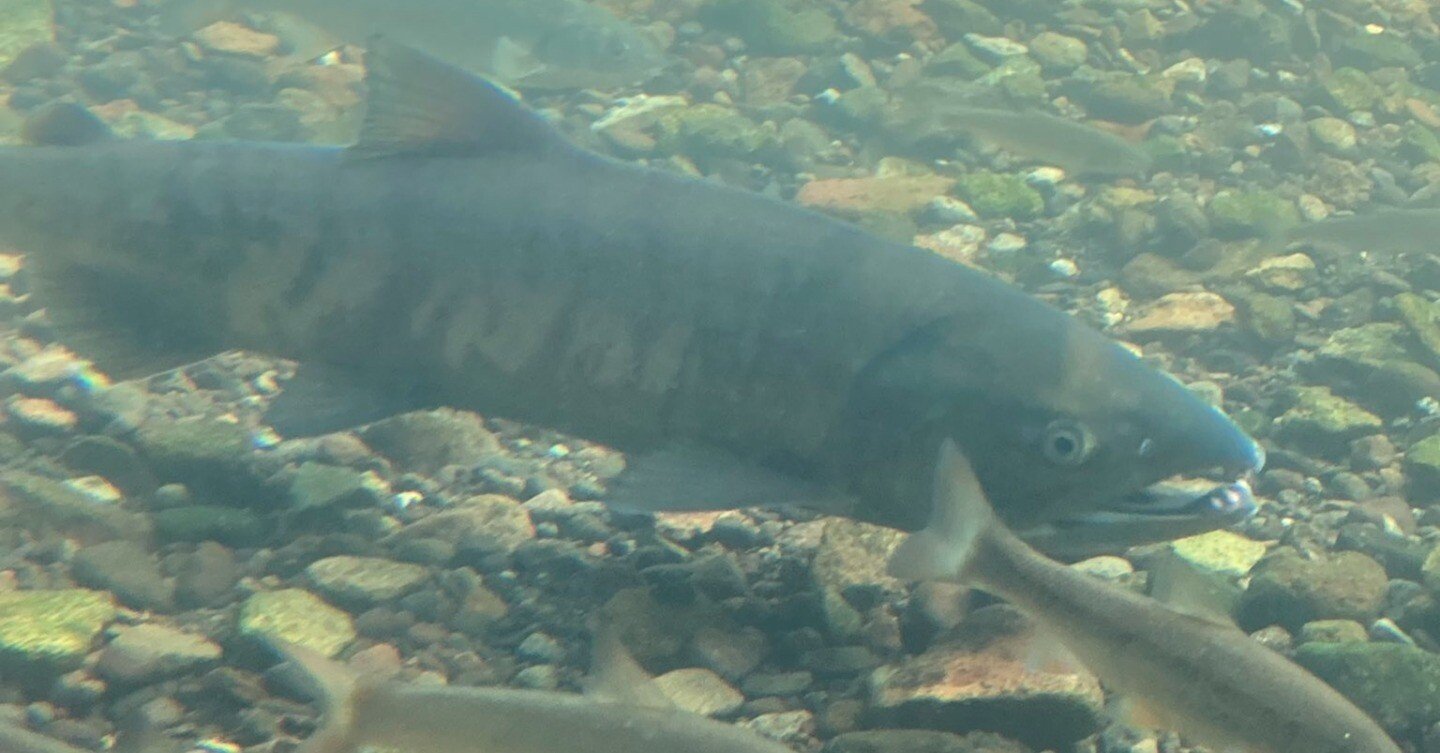 ヤマメとサクラマス】どっちの生き方が幸せ?? (Part.1)｜稲垣湧斗