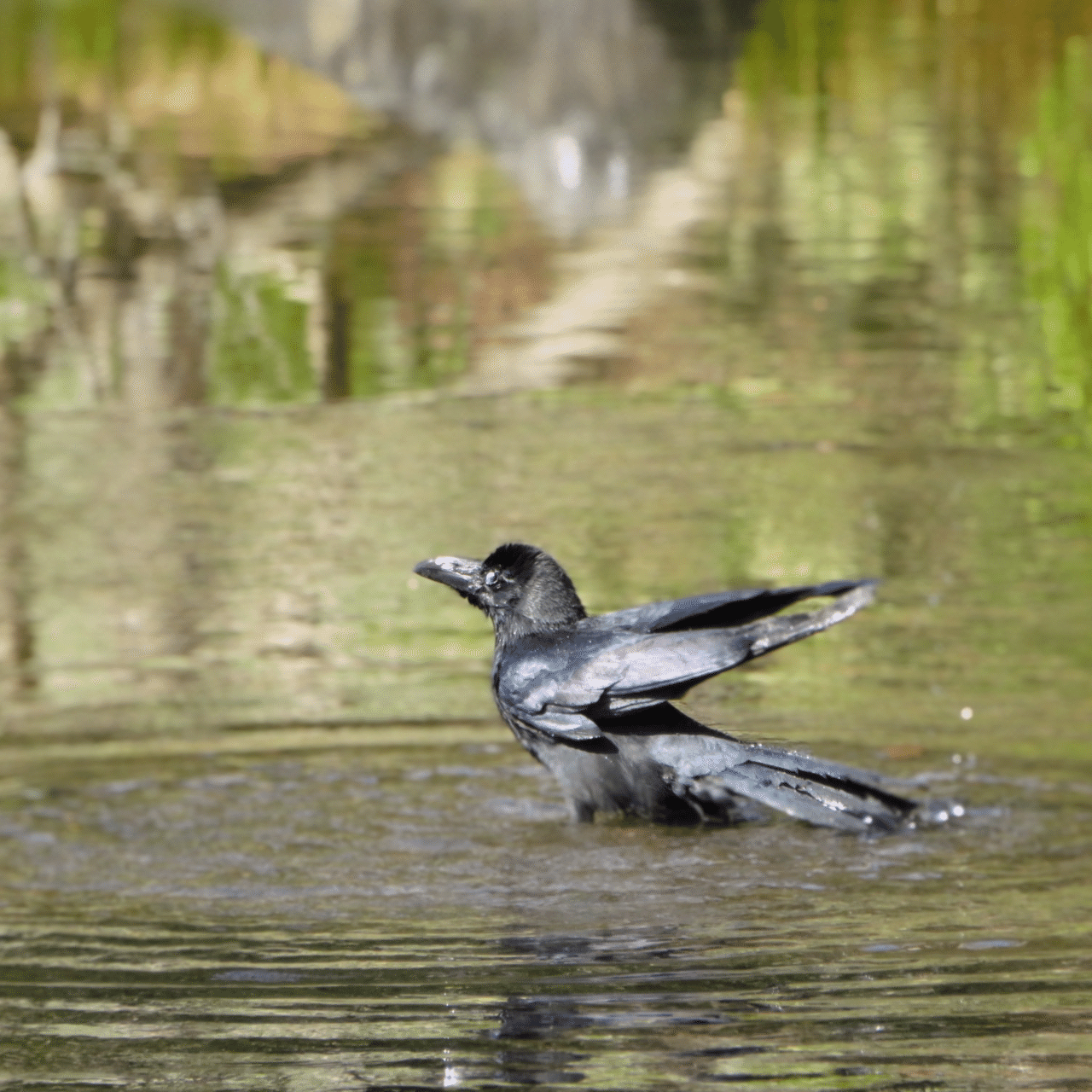 烏の行水 志彌のフォトアルバムから 志彌 ゆきみ Note 烏の行水 志彌のフォトアルバムから 志彌 ゆきみ Note