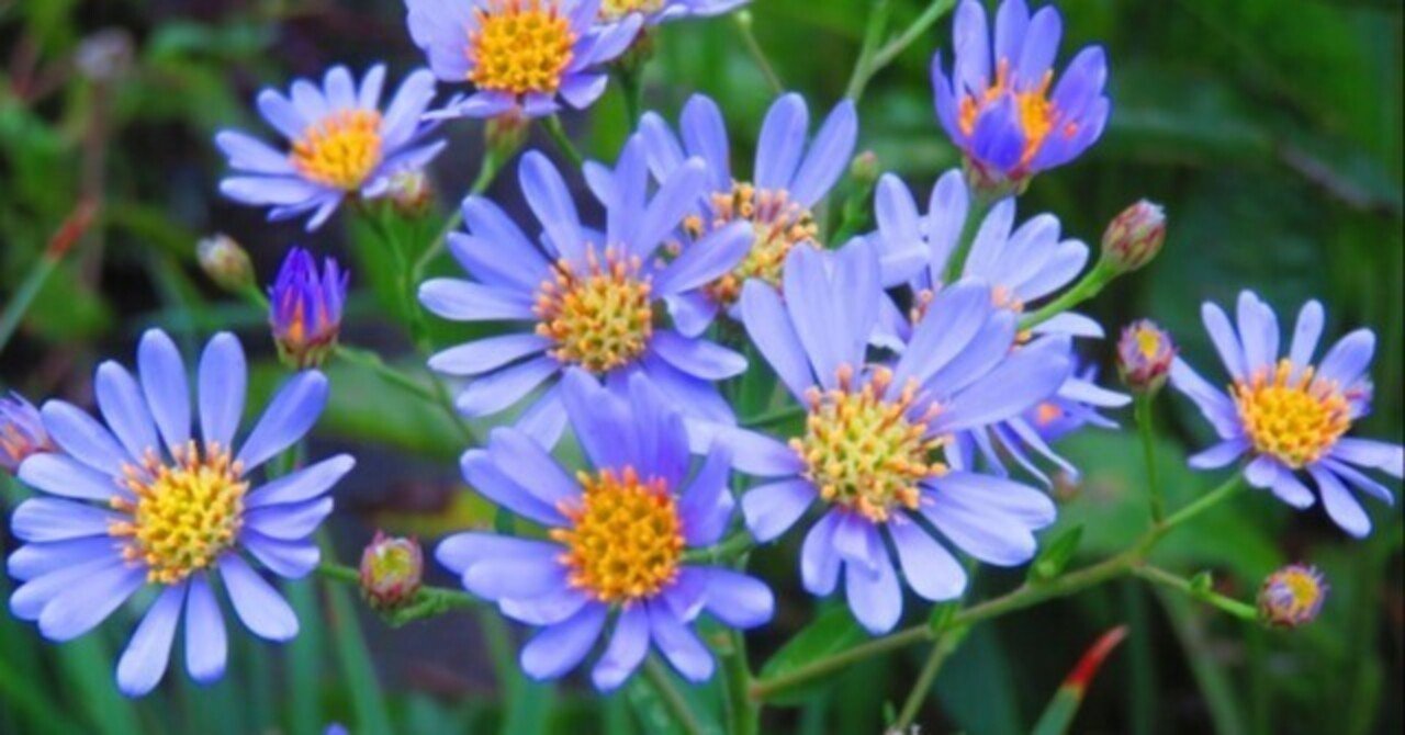 なんてことない 日記 遠方にある人を思う 紫苑の花言葉の一つ K1mmy Note