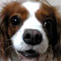 Ruby_Spaniel@INFP4w5(Tri459)