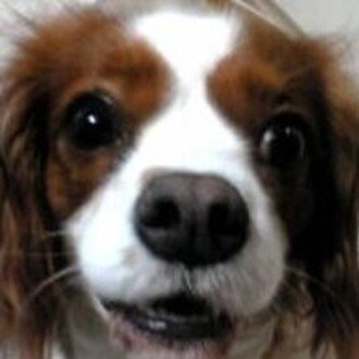 Ruby_Spaniel@INFP4w5(Tri459)