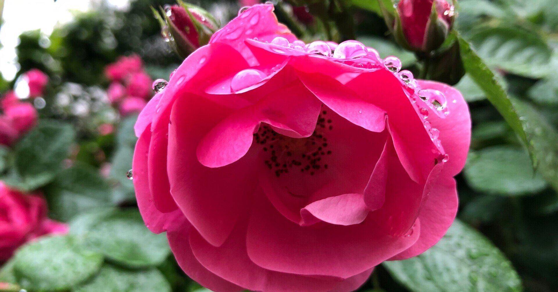 秋薔薇の季節と クレマチスと ガーデン巡り 8 Hachi Note 秋薔薇の季節と クレマチスと ガーデン巡り 8 Hachi Note