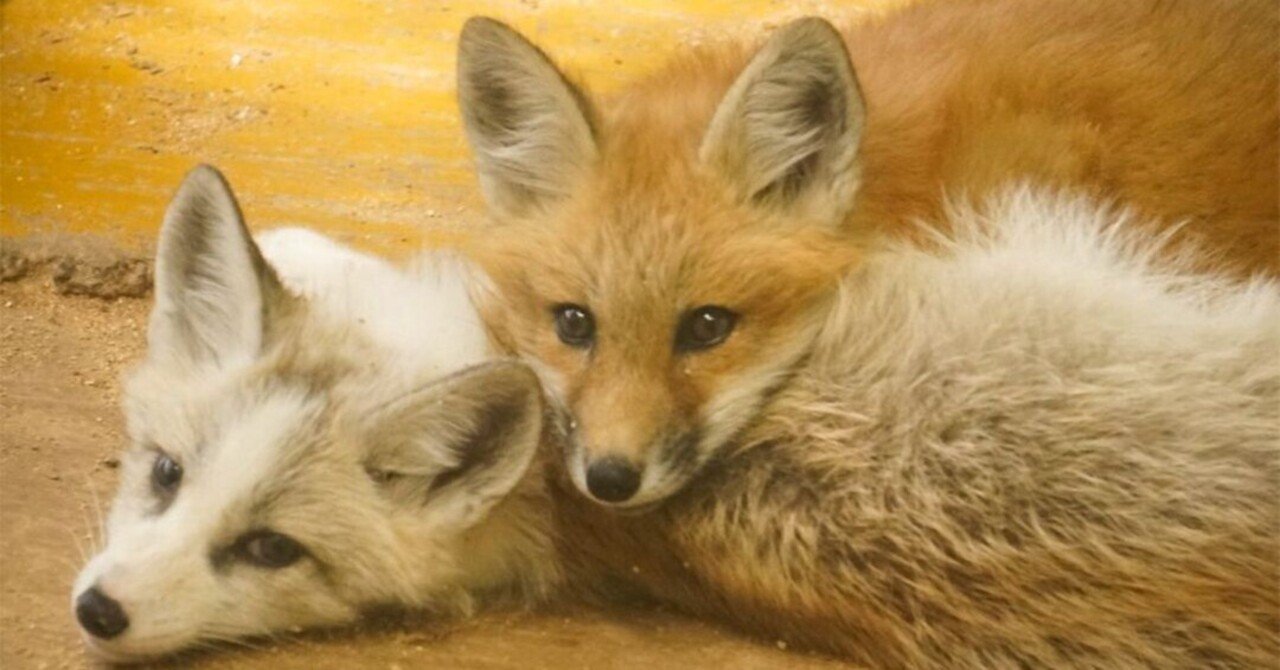 本日のgoldについて キツネの目 Note 本日のgoldについて キツネの目 Note