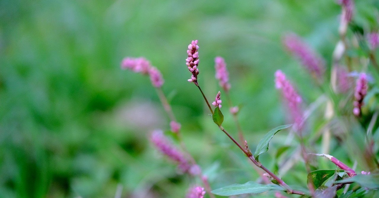 緑に映えるイヌタデ Hhaannaaiihh Note 緑に映えるイヌタデ Hhaannaaiihh Note