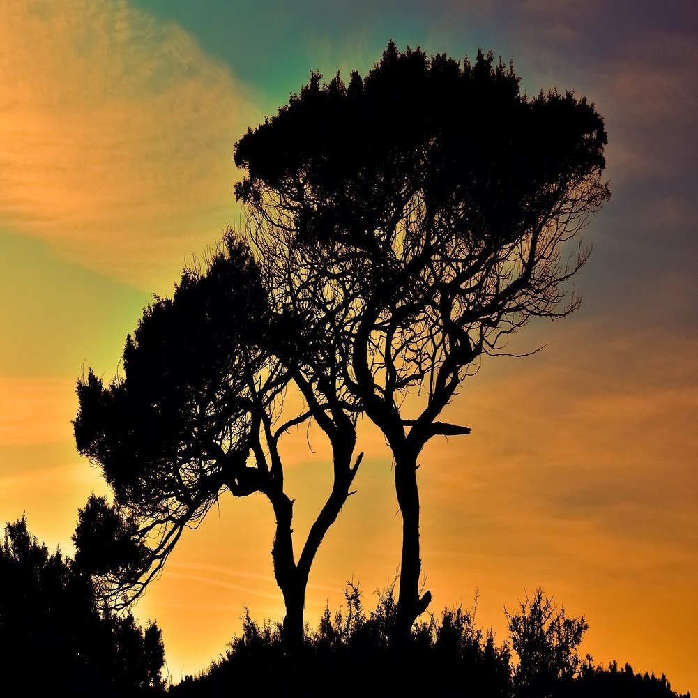 木の精霊 冨永裕輔 Note