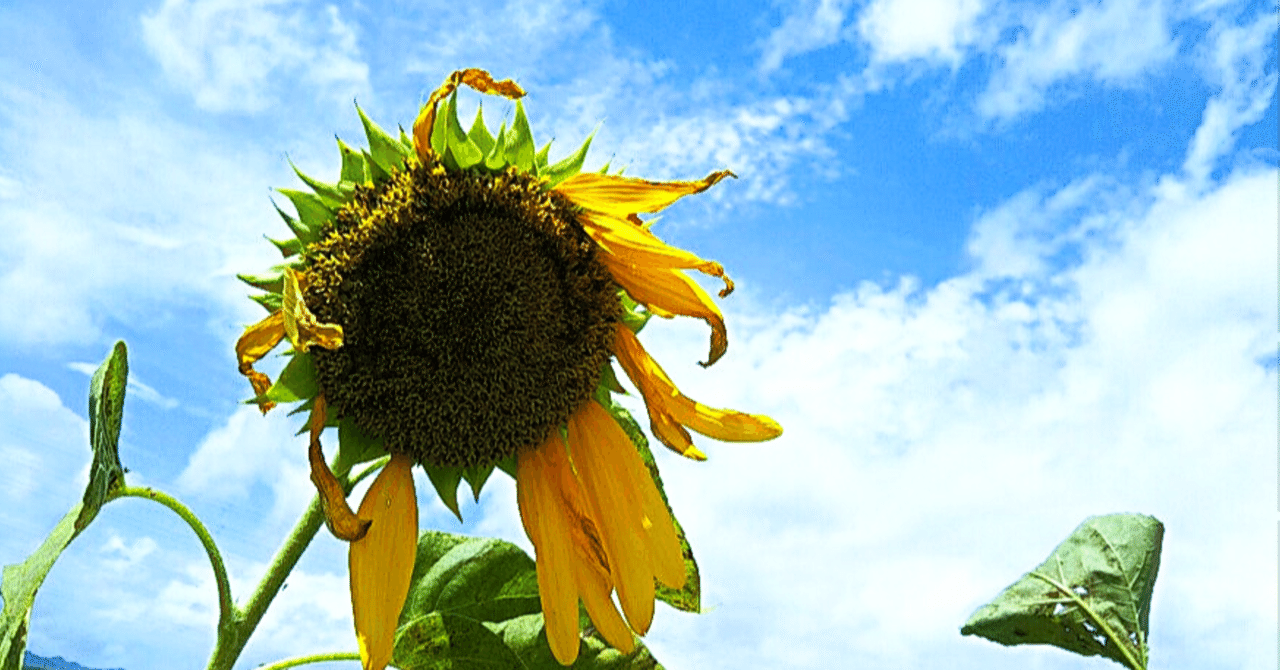 詩 晩夏 火星ナツミ Note 詩 晩夏 火星ナツミ Note