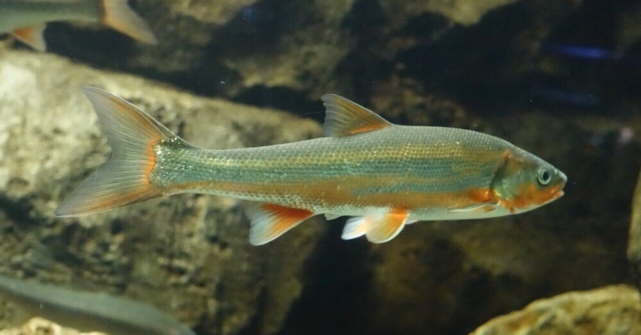 ウグイをなめないで ヤマト釣り研究所 Note