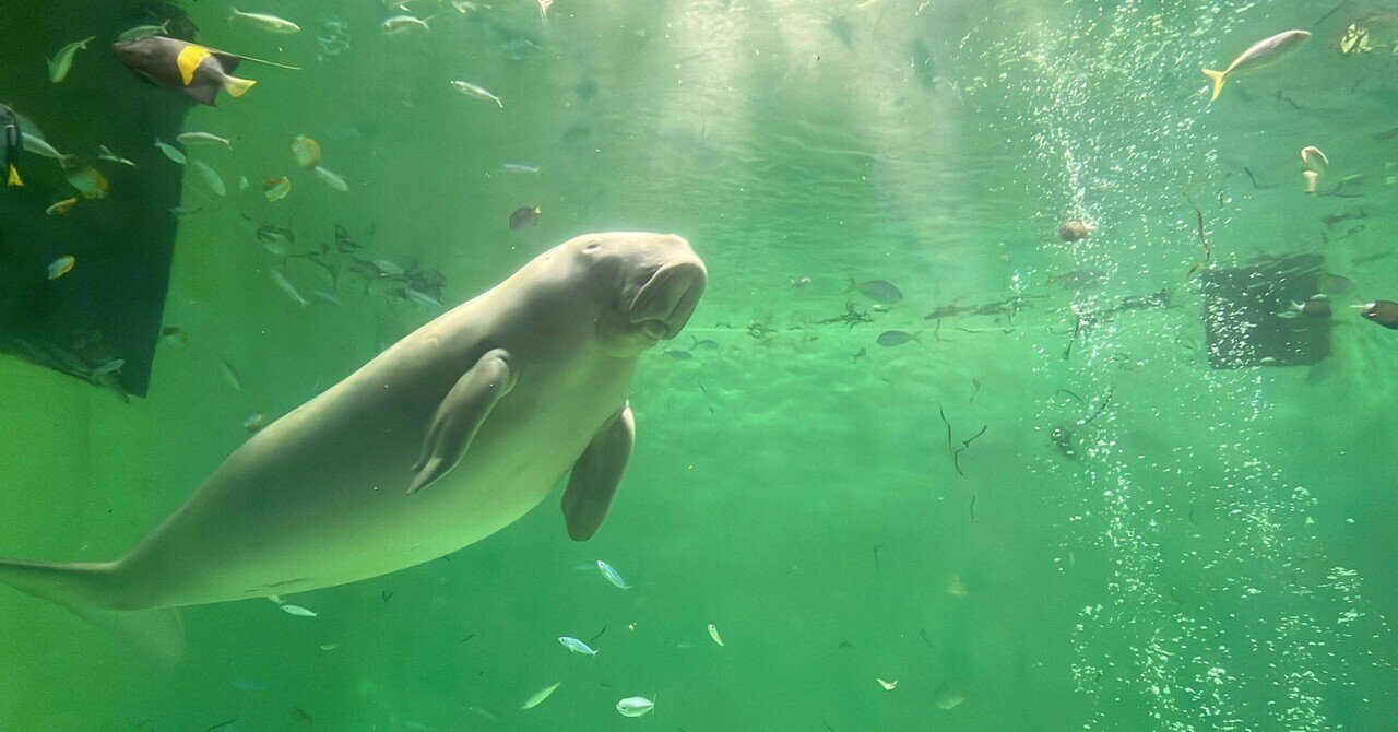 🦈1.鳥羽水族館（三重県）｜れもんざめ