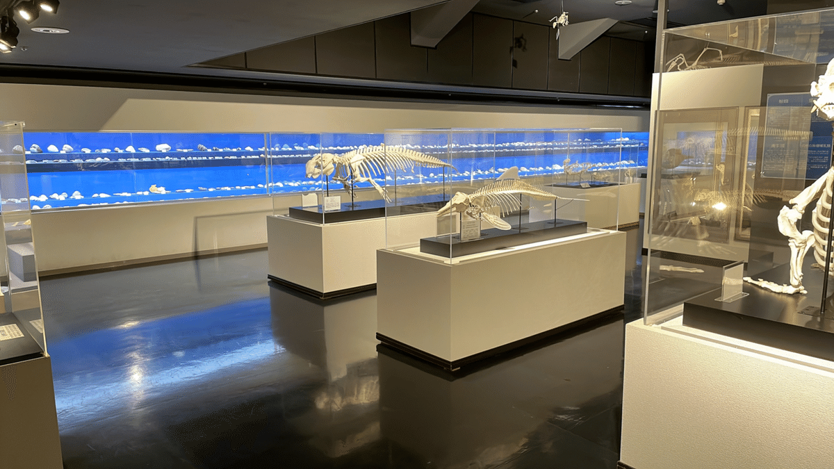 🦈1.鳥羽水族館（三重県）｜れもんざめ