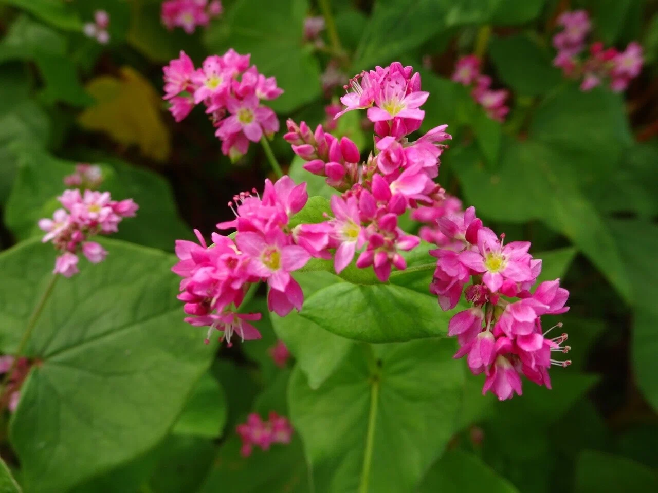 赤そば 初めて見ました 高嶺ルビー という赤い花の蕎麦 そばの花が 白 ではなく 赤 ということで観光地になり 沢山の人が訪れます 人間て面白いですね しずく Note 赤そば 初めて見ました 高嶺ルビー という赤い花の蕎麦 そばの花が 白 ではなく 赤 ということで観光地になり 沢山の人が訪れます 人間て面白いですね しずく Note