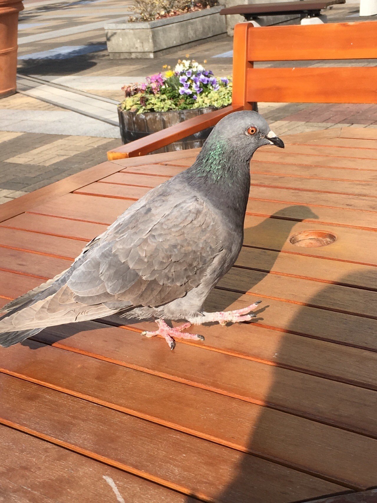 鳩の会社員 駄作 Note 鳩の会社員 駄作 Note