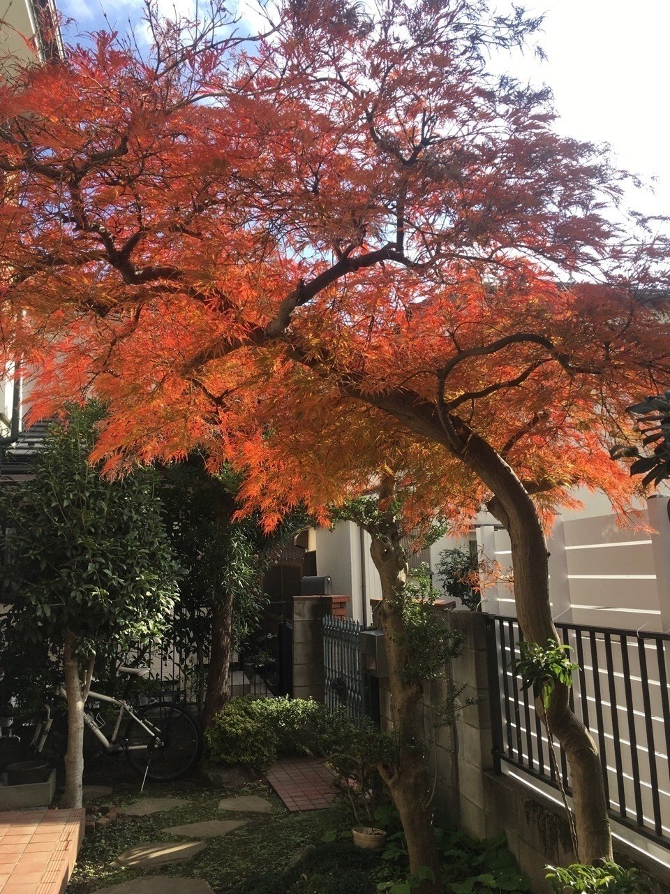 紅くなったベニシダレ 弥富文次 ヤトミブンジ Note 紅くなったベニシダレ 弥富文次 ヤトミブンジ Note