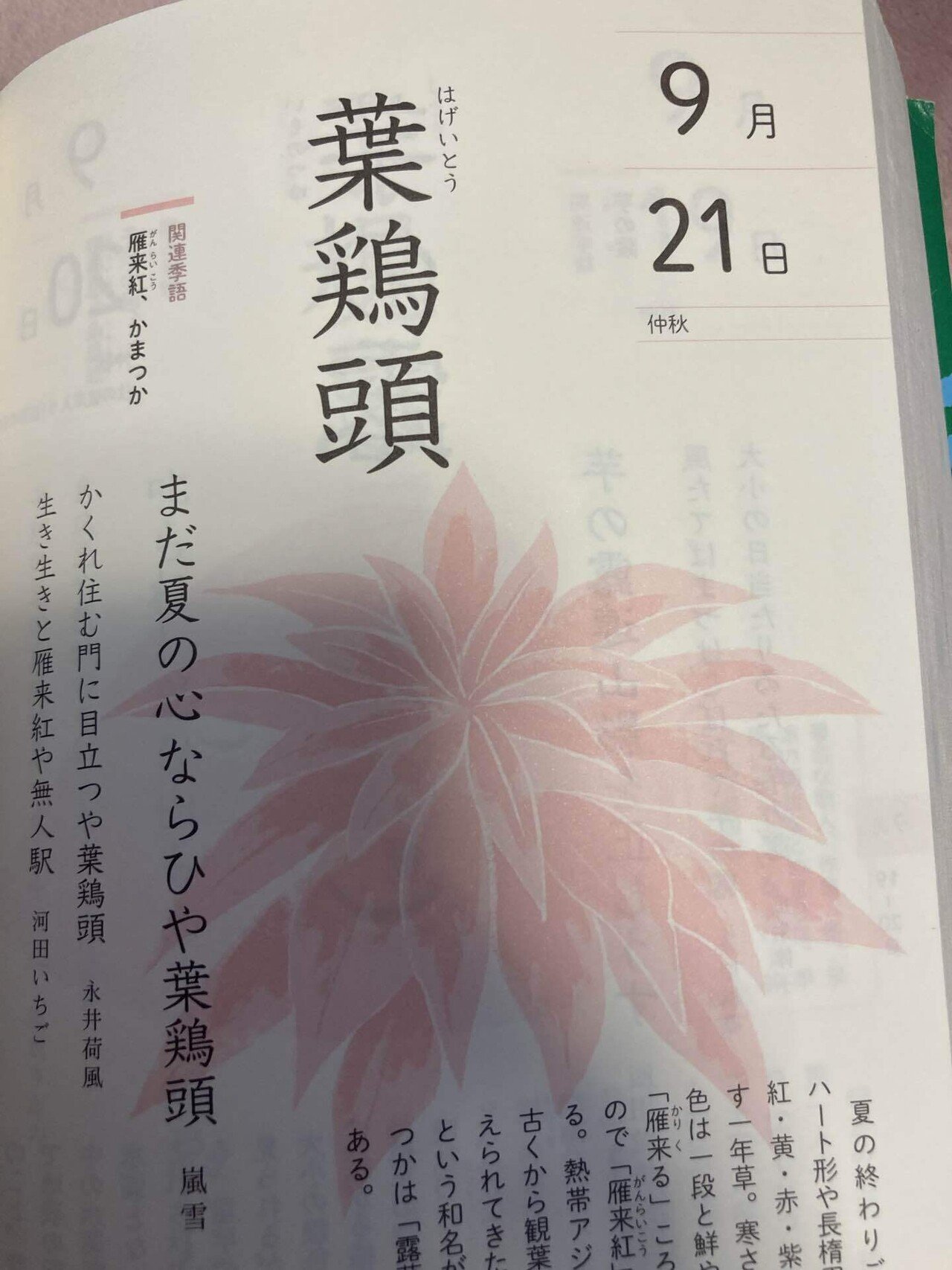 葉鶏頭雨受けて赤映える朝 赤緑黄緑混じる葉鶏頭 通学路花壇に植わる葉鶏頭 オレンジの陽を浴び繁る葉鶏頭 幼子の目線の先に葉鶏頭 名も知らず見過ごしていた 葉鶏頭 紅葉葉の前に赤らむ葉鶏頭 陽 Minmin Note