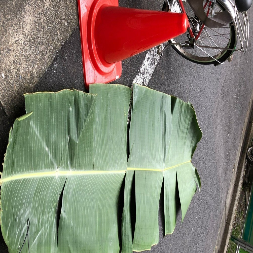 タビビトノキ　② 世界最大級の葉を氷漬けに！…してみようと思ったけど…【タビビトノキ