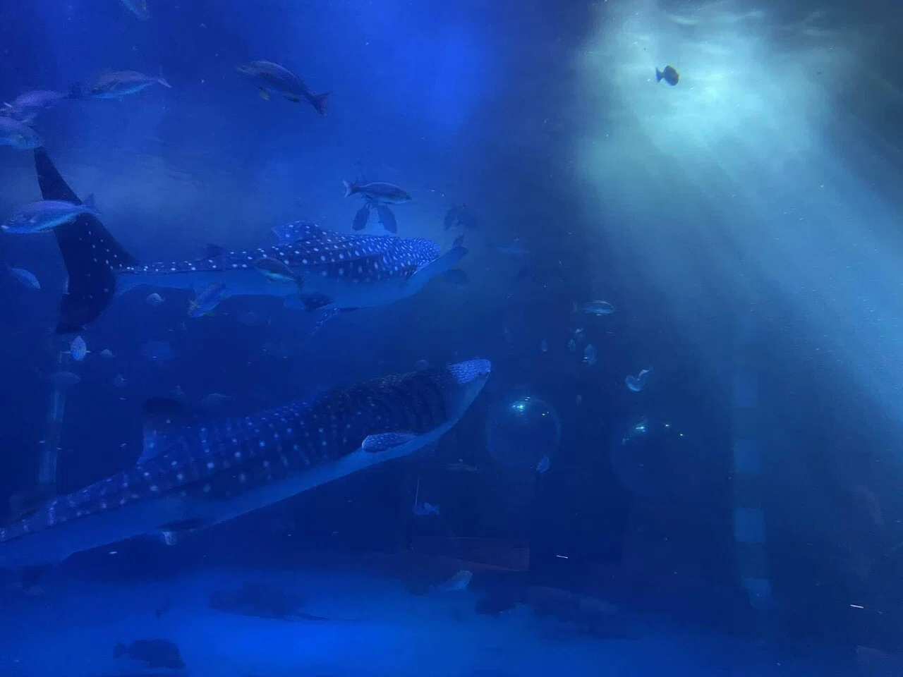 🦈3.のとじま水族館（石川県）｜れもんざめ