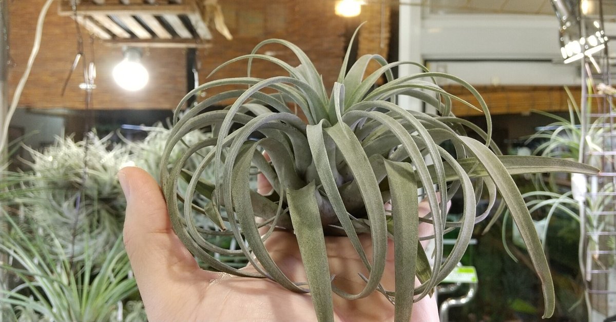 チランジア入荷リスト9/16|NatureGarden🌿神田 チランジア入荷リスト9/16|NatureGarden🌿神田