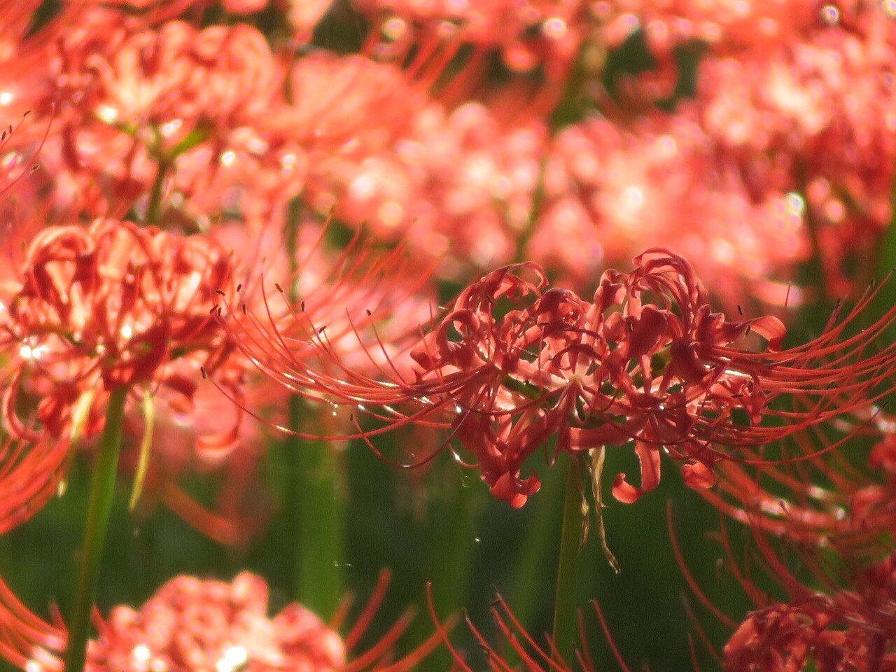 気づいたら植え込みの彼岸花 が咲いていました 写真はもう随分前に行った埼玉の巾着田です 写真の知識はまったくないし撮影も下手くそですが カメラ越しに構図を考えたりするのが好きです 彼岸花 関西の親戚は 曼 紫ききょう 桔梗 Note