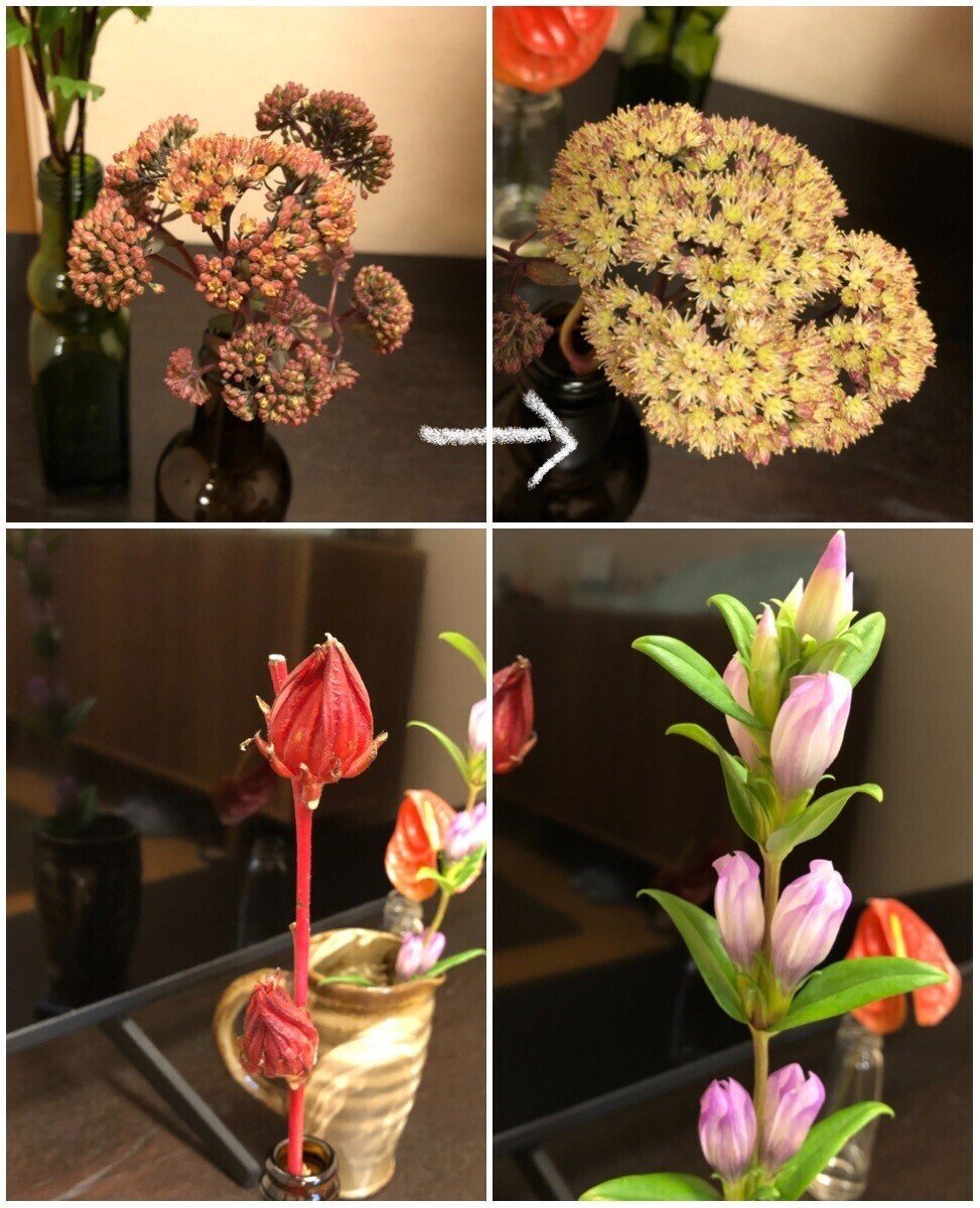先月のお花セダム 色褪せたけどその後花数は増え 暫くの間楽しめました 星の形に見えるのも可愛らしい 赤いのはベニアオイ 花 というより実のよう 実 が開いたので中を見たら種みたいな粒がたくさん入ってた いとかよ Note 先月のお花セダム 色褪せたけどその後花数は増え 暫くの間楽しめました 星の形に見えるのも可愛らしい 赤いのはベニアオイ 花 というより実のよう 実 が開いたので中を見たら種みたいな粒がたくさん入ってた いとかよ Note