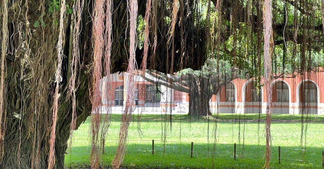 ガジュマルの あの ヒゲ の正体 北京オンライン留学 台湾留学のおぼえがき Note ガジュマルの あの ヒゲ の正体 北京オンライン留学 台湾留学のおぼえがき Note