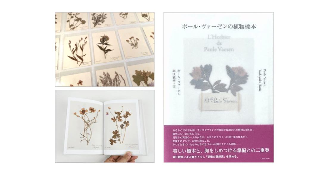 アンティーク 植物標本 高山植物 全57種アンティーク 植物標本 高山