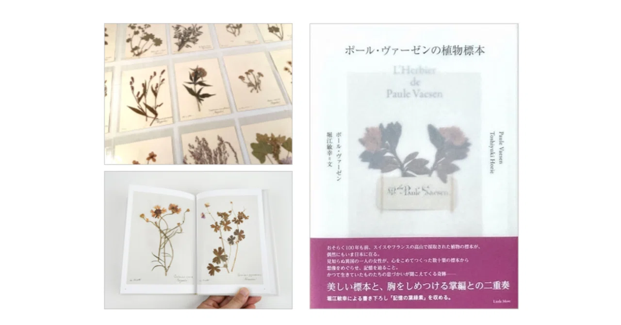 アンティーク　植物標本　高山植物　全57種 ポール・ヴァーゼン・堀江 敏幸・飯村 弦太 『ポール・ヴァーゼンの