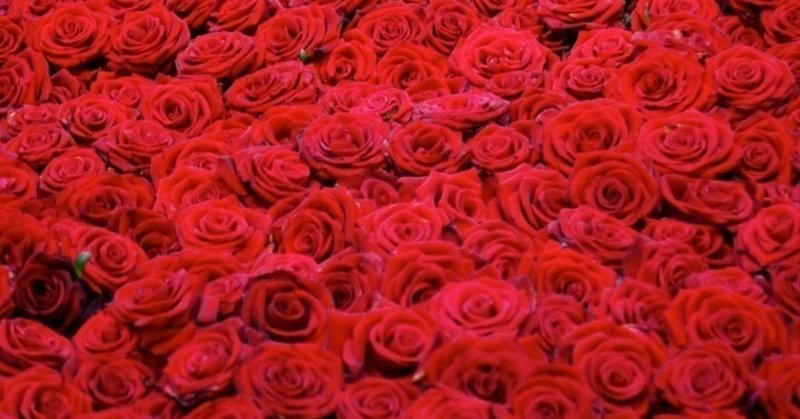＃すでに12月のピンクと赤でバラスズコ ➡2018．11．29＃宮崎鈴子の写メ詩