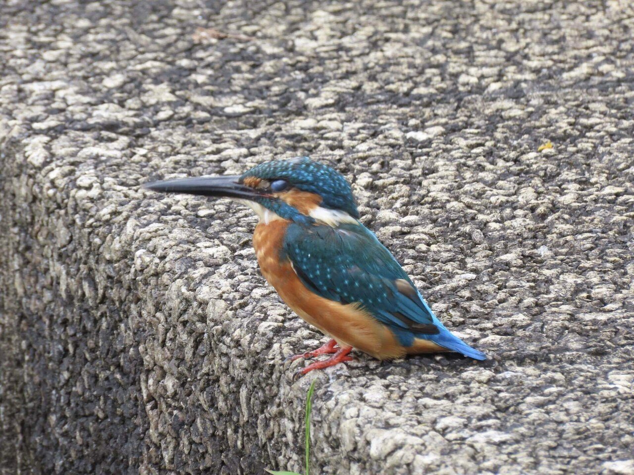 四季の森公園(カワセミと花々)｜之哲／Yuki Satoru