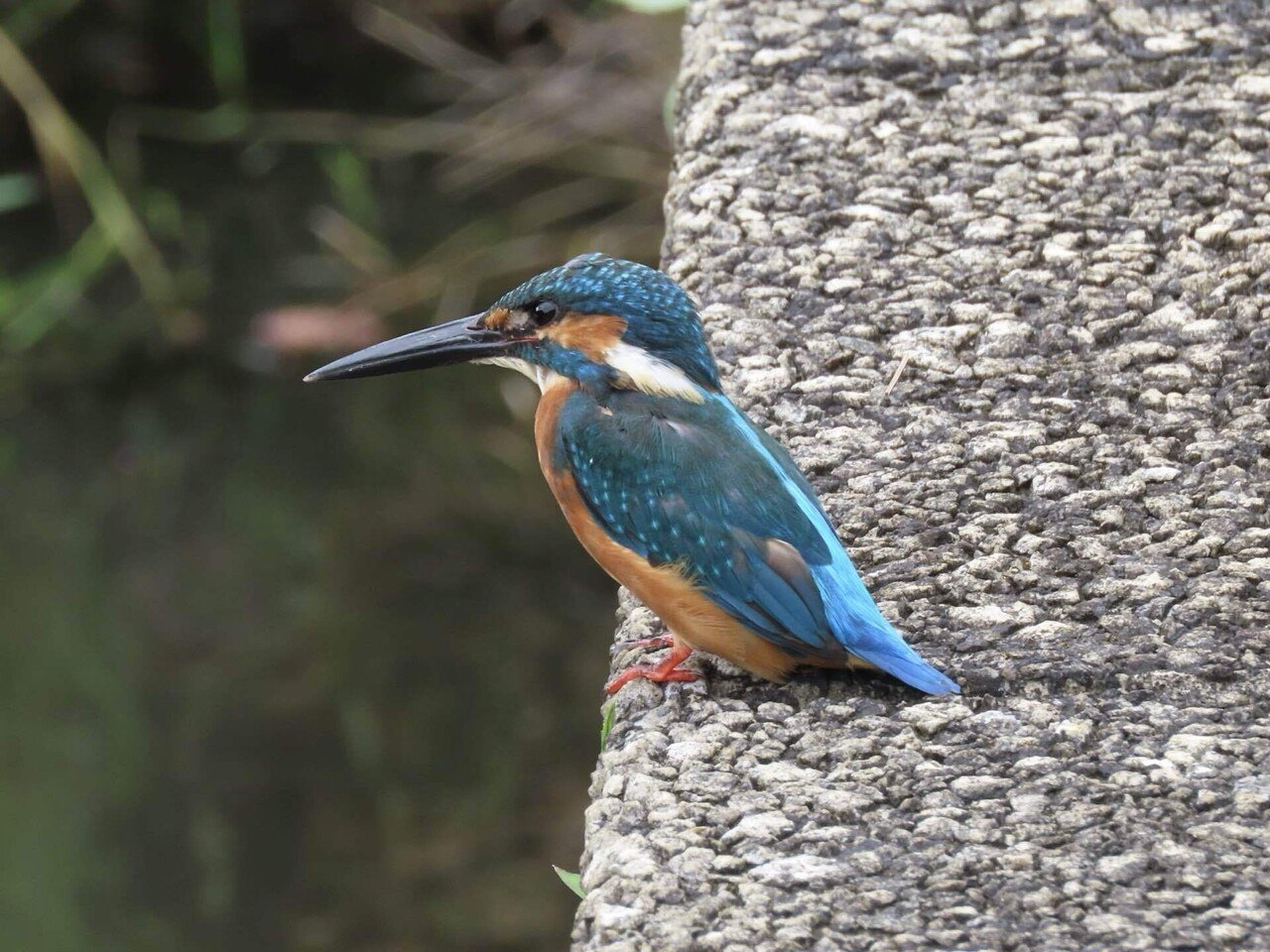 四季の森公園(カワセミと花々)｜之哲／Yuki Satoru