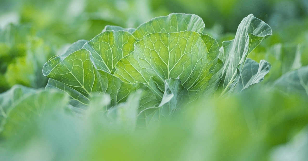 キャベツ レタス 白菜 夏風 響 Note