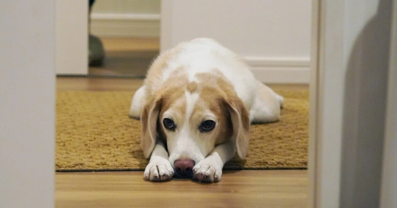 The joy of living with a dog.｜古賀史健