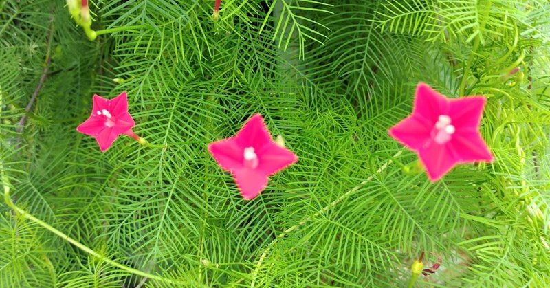 ルコウソウ の新着タグ記事一覧 Note つくる つながる とどける