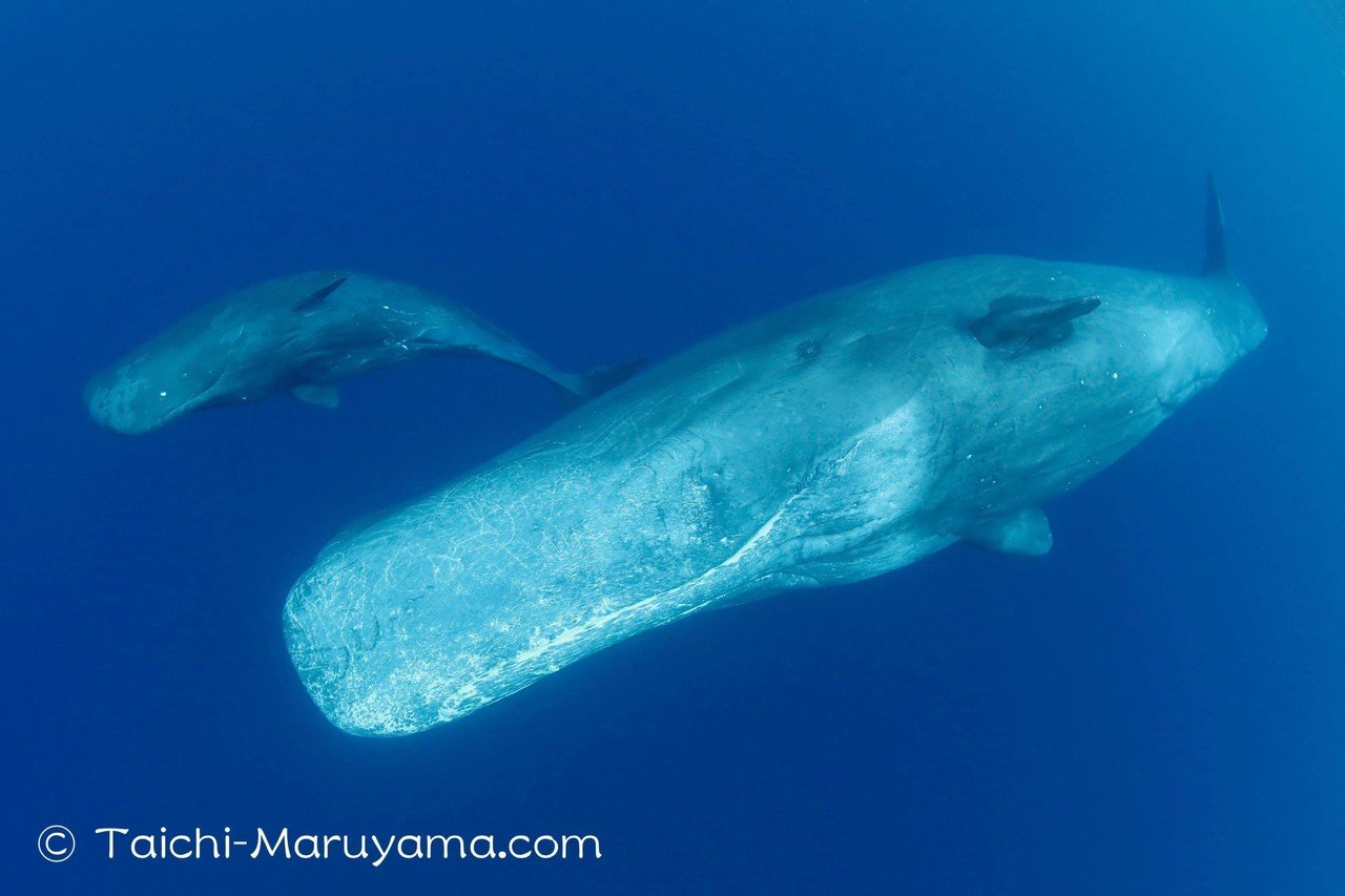 大マッコウ祭り マッコウクジラの親子 マッコウの大群に運良く出会うことができました 親子も数組いて マッコウの赤ちゃんや子供たちがとても可愛かったです 大マッコウ祭り マッコウクジラ 丸山太一 Taichi Maruyama Note