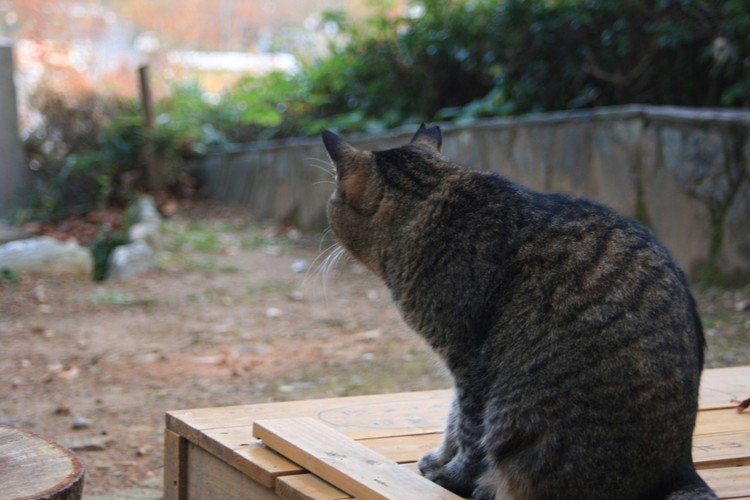 徳島市文化の森の猫神社の猫

#写真 #猫