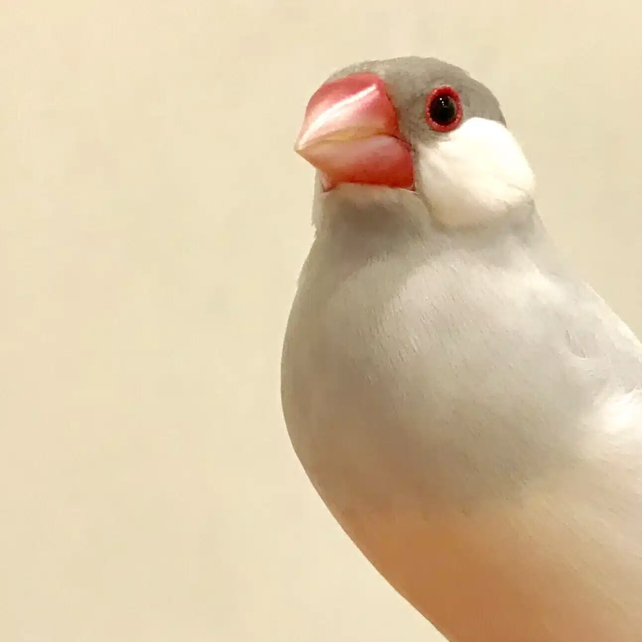 nyaco