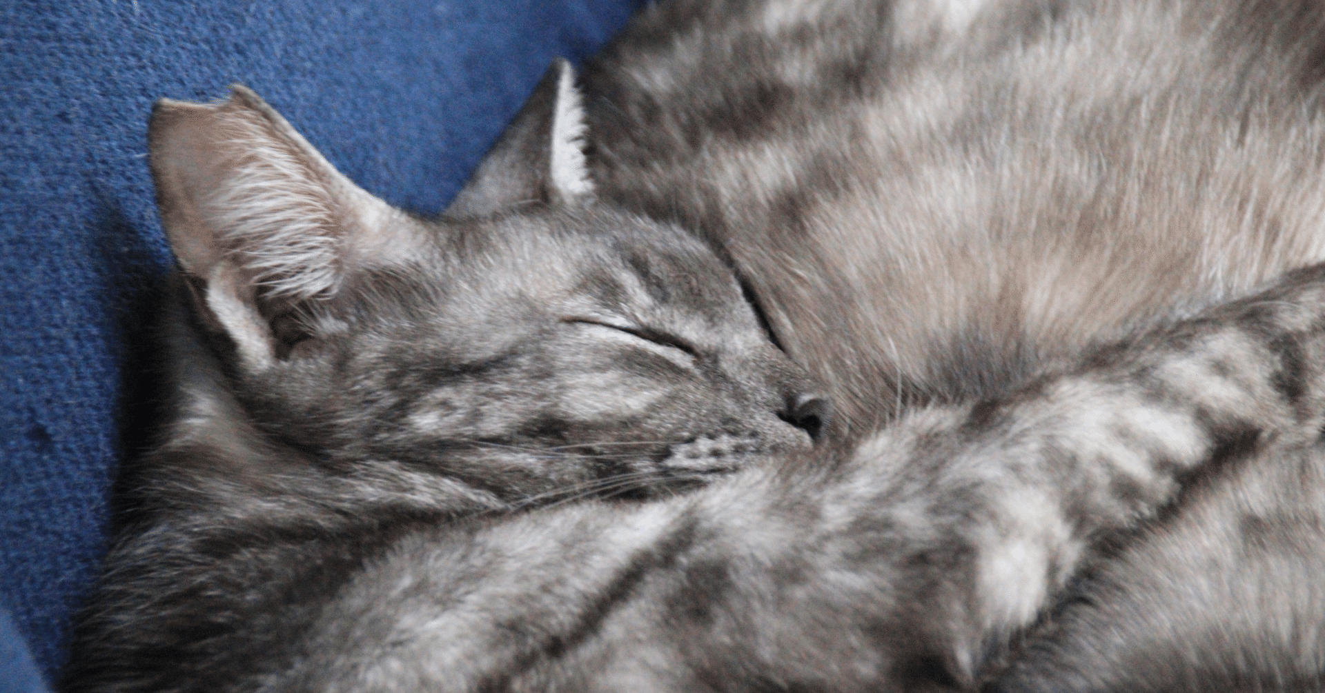 動物は見せるだけで子を育てる 塩畑貴志 ソルティー Note