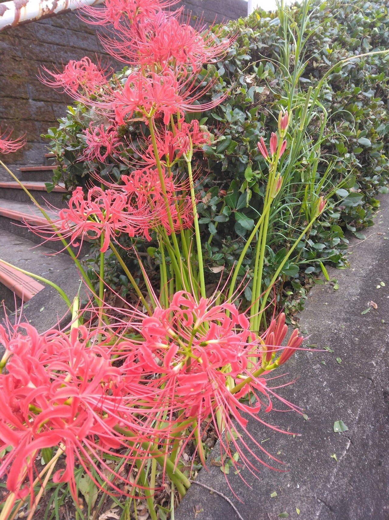 お彼岸って 不思議 彼岸花 曼珠沙華 本当に 急にすっと芽が出て 必ず お彼岸には咲く 死人花 幽霊花 地獄花の別名もあり どこか妖しい 曼珠沙華とは サンスクリット語で 天界に咲く花 天 チエのしくじりつぶやき Note