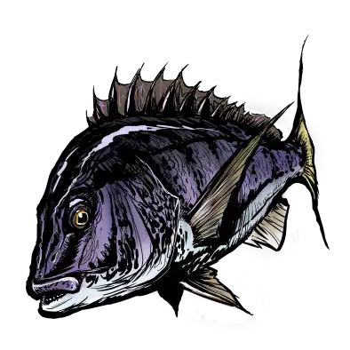 kuroro