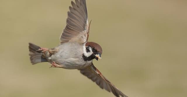 特大サイズのスズメの飛揚 特大サイズのスズメの飛揚 特大サイズのスズメの飛揚 工芸品 JJF 工芸