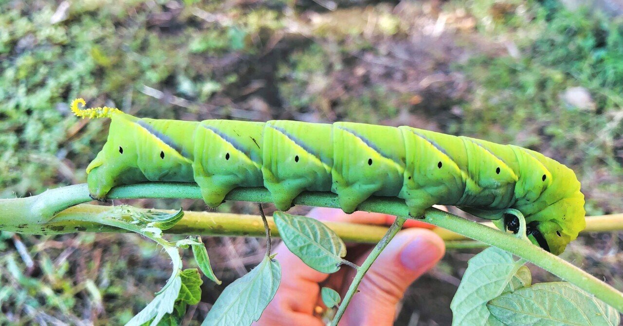 巨大芋虫|クロメンガタスズメ｜まやのやまの暮らし