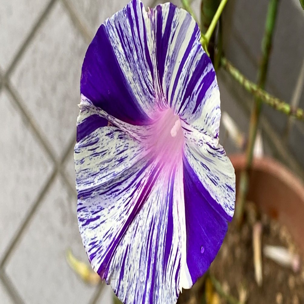 マルバアサガオ 紫条斑点絞 Hangzhou Note