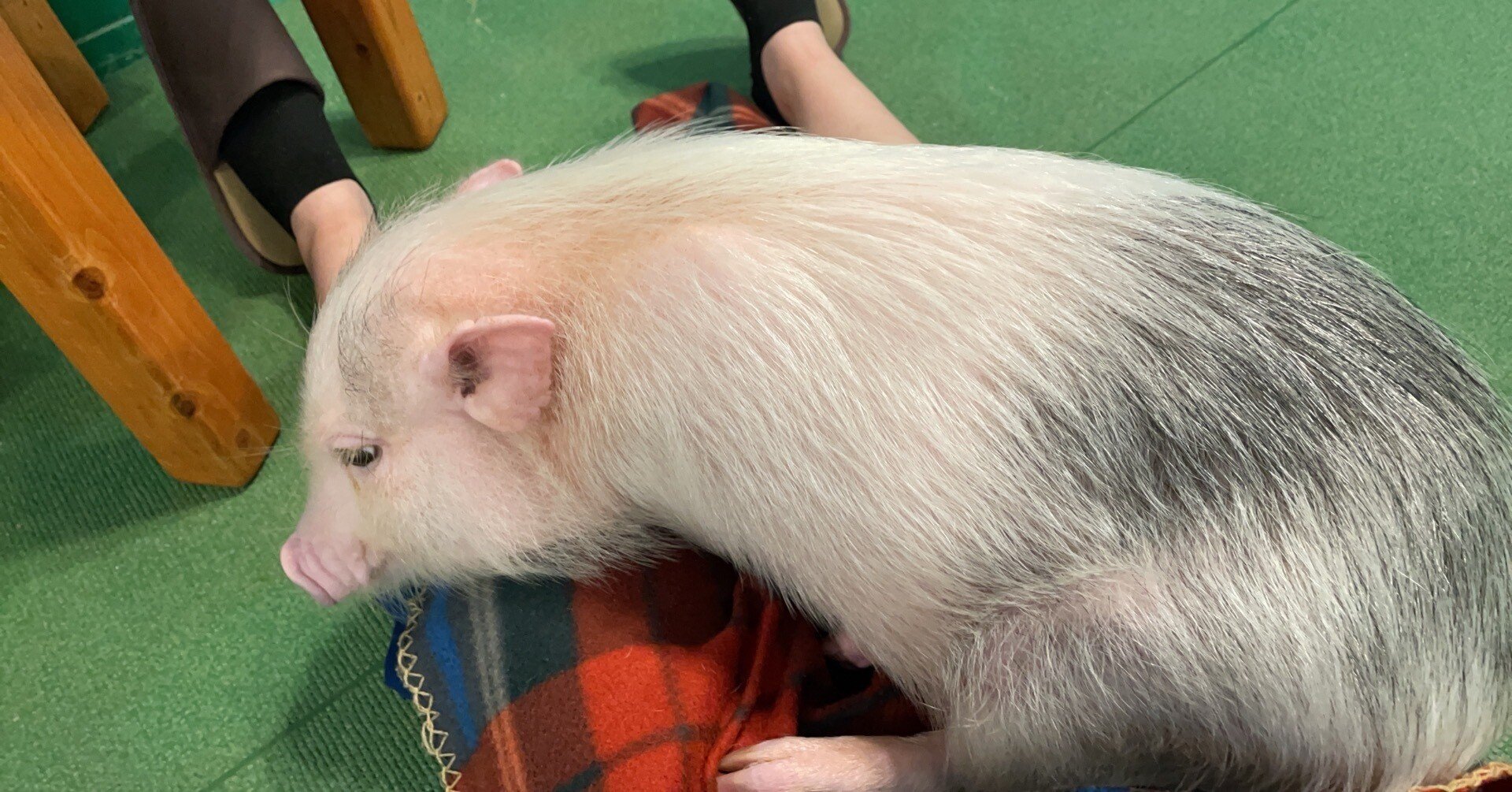 みにぶたページ Root ZX mini | MORITA