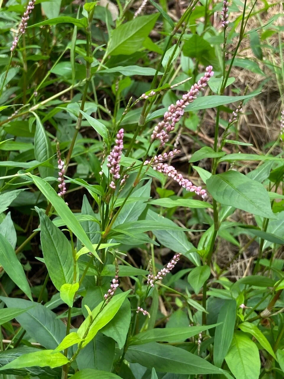普通に生えてる野草の「タデ」。 蓼食う虫も好き好きと言われるあの蓼(タデ)だ。それは、よりによって、この草を紹介するぼくのことだ。 視点を多く ...