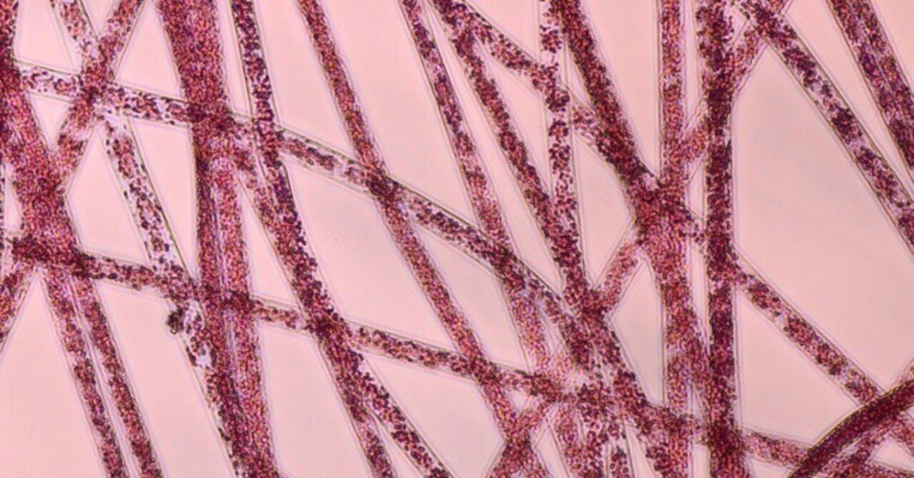 イスラエル発ナノスパン、生菌を肌の上で活性化する特許技術を持つ