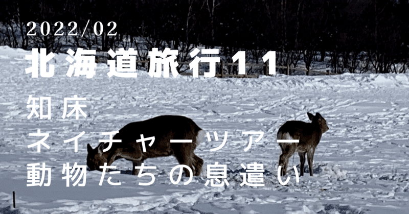 2022冬／北海道11〜知床ネイチャーツアー、動物たちの息遣い