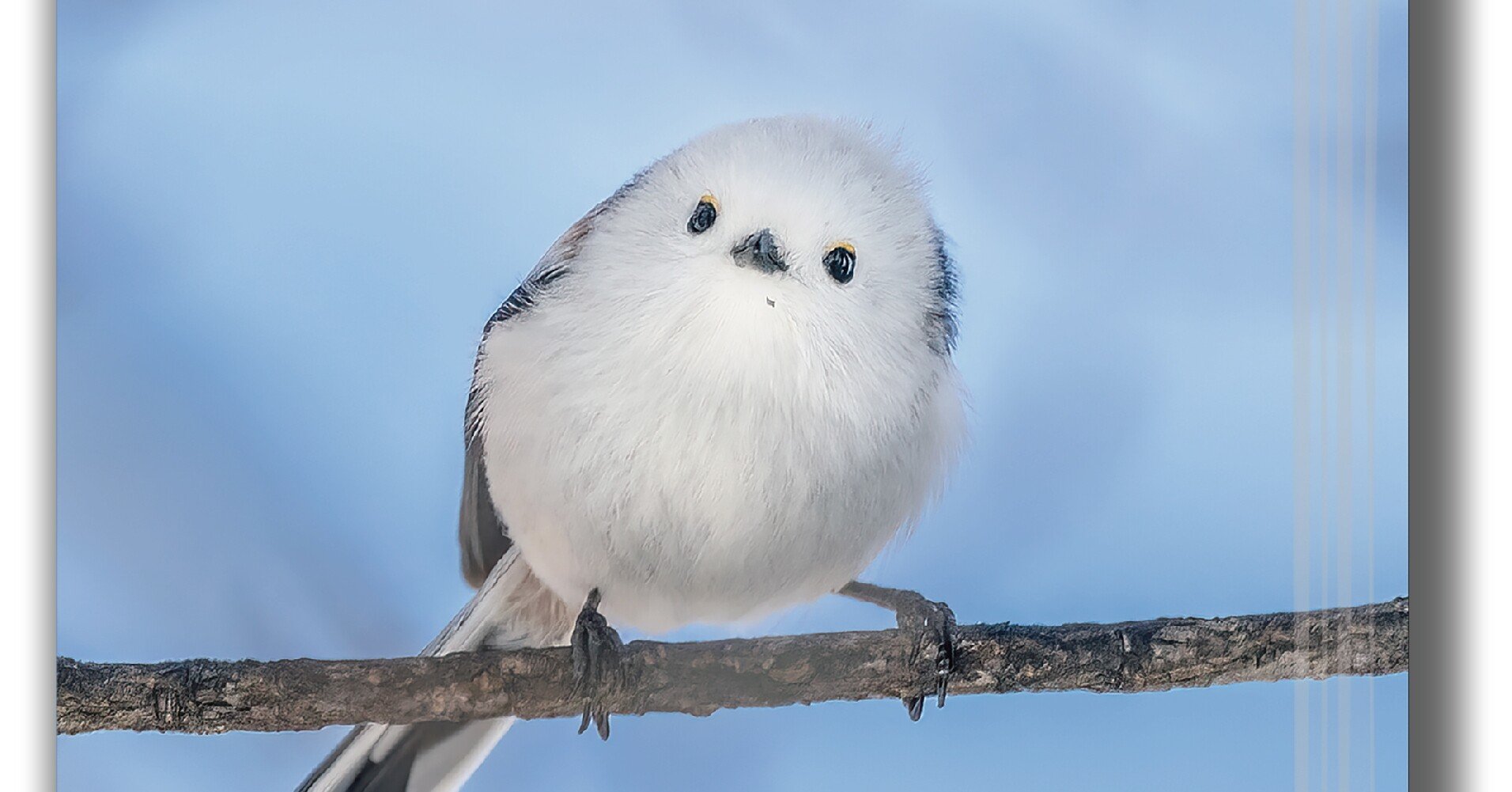 癒しのもふもふブレンドコーヒーを贈りませんか？ひがし北海道もふもふ